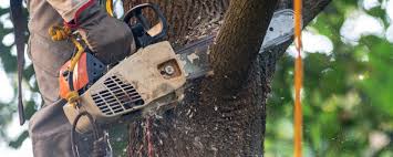 Best Emergency Tree Removal  in Addison, IL