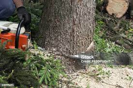 Best Utility Line Clearance  in Addison, IL
