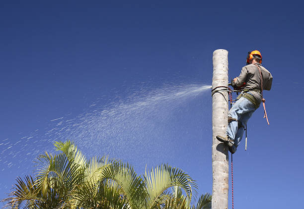 Best Tree Preservation Services  in Addison, IL