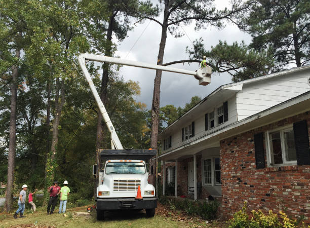 Best Tree and Shrub Care  in Addison, IL