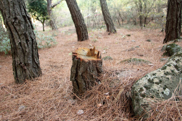 Best Commercial Tree Services  in Addison, IL