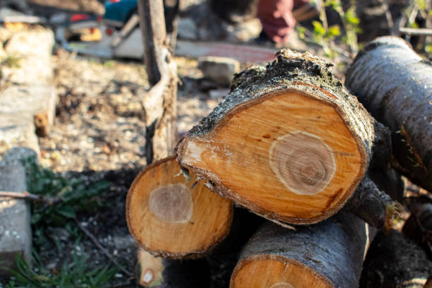 Best Storm Damage Tree Cleanup  in Addison, IL