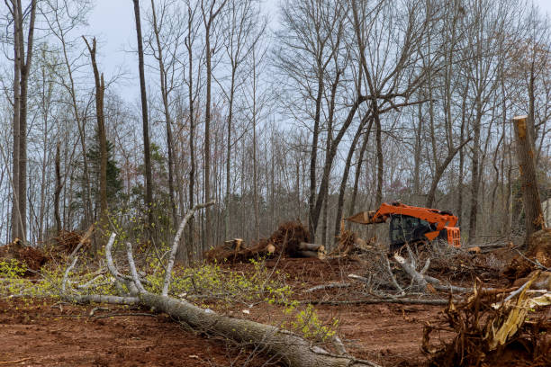 How Our Tree Care Process Works  in  Addison, IL