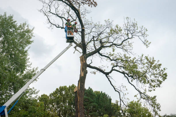 Mulching Services in Addison, IL