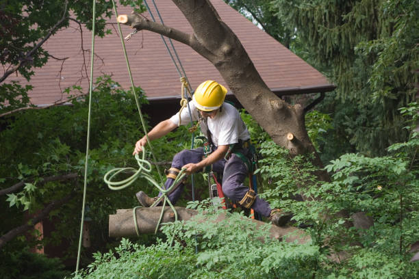 Best Tree Disease Treatment  in Addison, IL