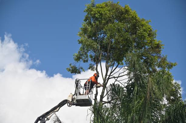 Best Hazardous Tree Removal  in Addison, IL
