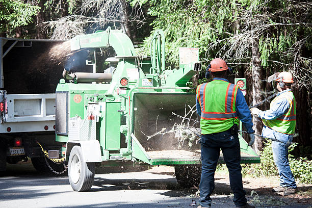 Addison, IL Tree Care Company