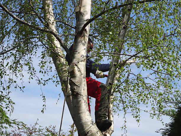Best Root Management and Removal  in Addison, IL