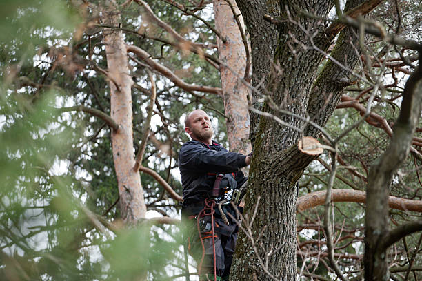 Best Leaf Removal  in Addison, IL
