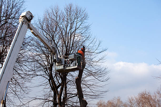 Best Soil Testing and Treatment  in Addison, IL