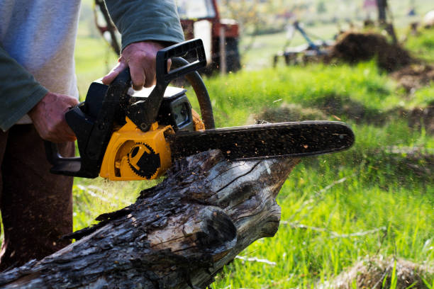 Best Tree Trimming and Pruning  in Addison, IL