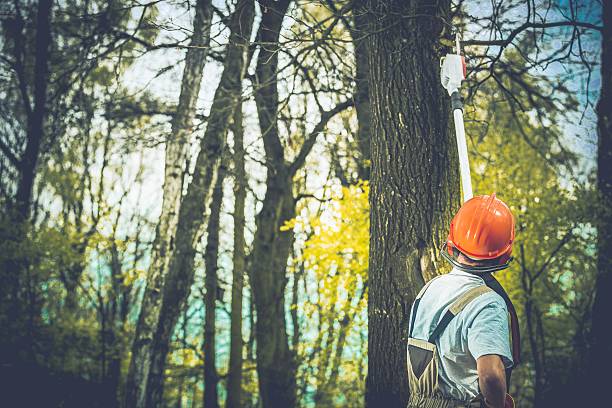 Best Tree Planting  in Addison, IL